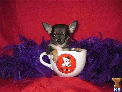 Chihuahua Puppies for Sale