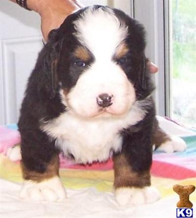 Bernese Mountain Dog Puppies for Sale