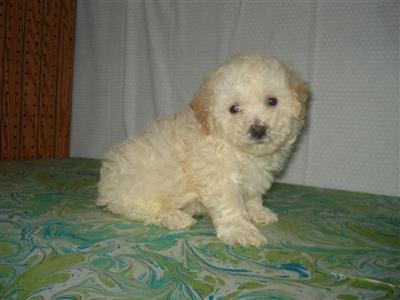 Bichon Frise Puppies for Sale