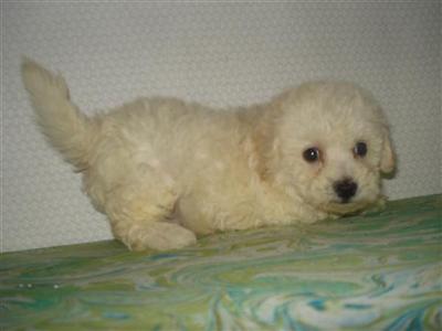 Bichon Frise Puppies for Sale
