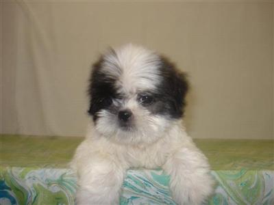 Shih Tzu Puppies for Sale