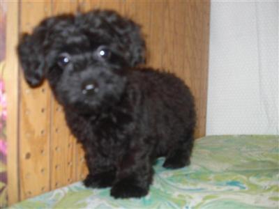 Mixed Breed Puppies for Sale