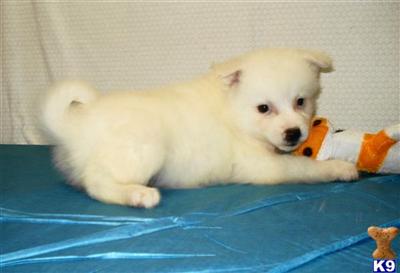 American Eskimo Dog Puppies for Sale