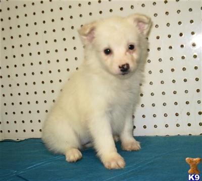 American Eskimo Dog Puppies for Sale
