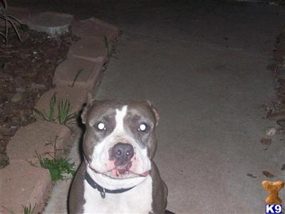 Dogs for Sale in AZ