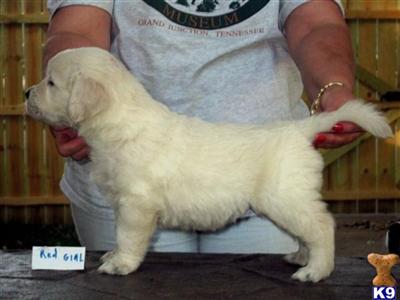 Golden Retriever Puppies for Sale