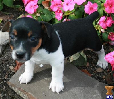 Jack Russell Terrier Puppies for Sale