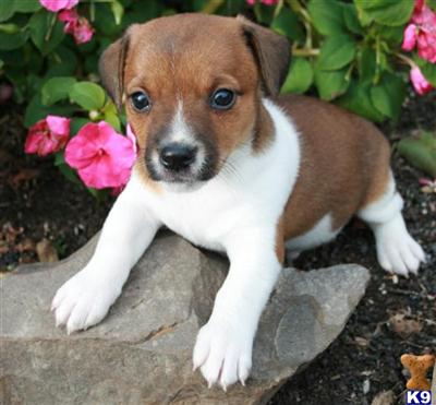 Jack Russell Terrier Puppies for Sale