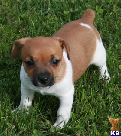 Jack Russell Terrier Puppies for Sale