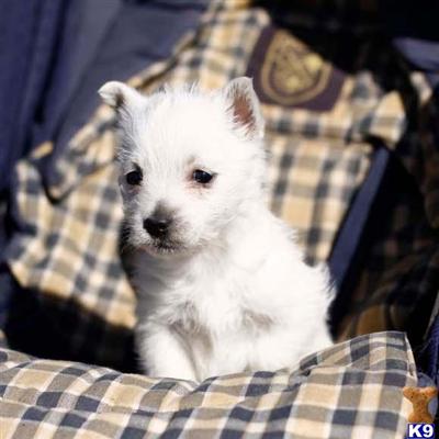 West Highland White Terrier Puppies for Sale