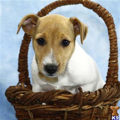 Jack Russell Terrier Puppies for Sale