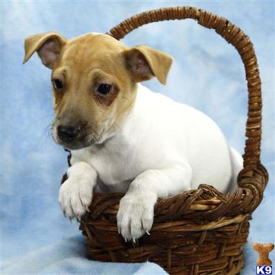 Jack Russell Terrier Puppies for Sale