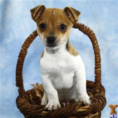 Jack Russell Terrier Puppies for Sale