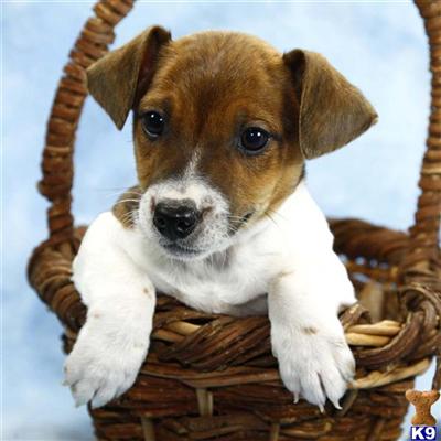Jack Russell Terrier Puppies for Sale