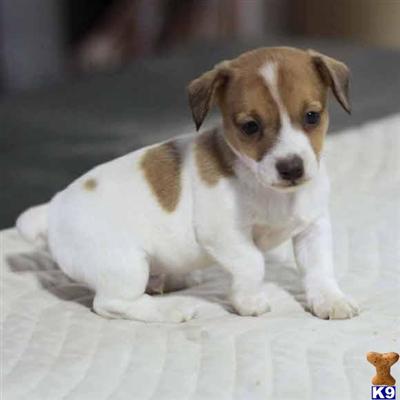 Jack Russell Terrier Puppies for Sale