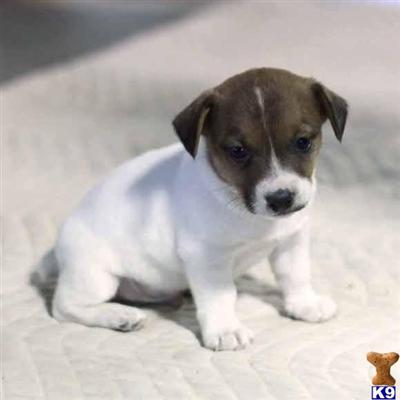 Jack Russell Terrier Puppies for Sale