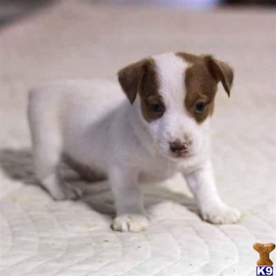 Jack Russell Terrier Puppies for Sale