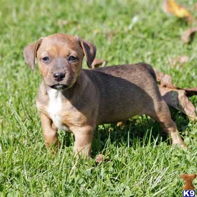 Jack Russell Terrier Puppies for Sale