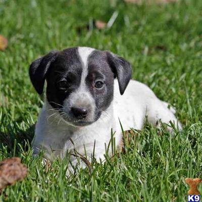 Jack Russell Terrier Puppies for Sale