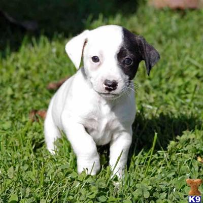 Jack Russell Terrier Puppies for Sale