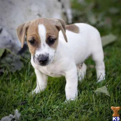 Jack Russell Terrier Puppies for Sale