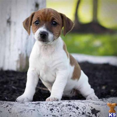 Jack Russell Terrier Puppies for Sale