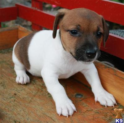 Jack Russell Terrier Puppies for Sale