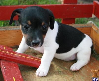 Jack Russell Terrier Puppies for Sale