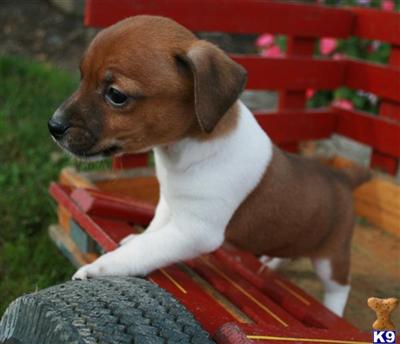Jack Russell Terrier Puppies for Sale