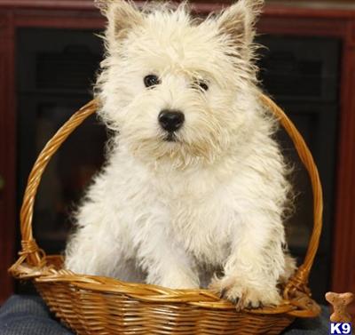 West Highland White Terrier Puppies for Sale