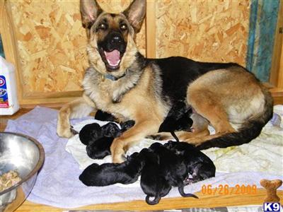 German Shepherd Puppies for Sale
