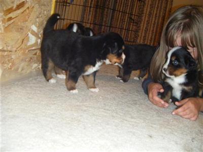Bernese Mountain Dog Puppies for Sale
