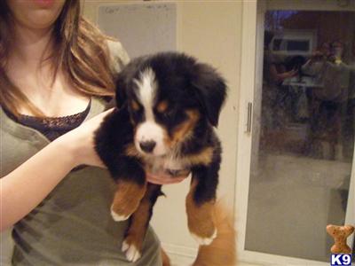 Bernese Mountain Dog Puppies for Sale