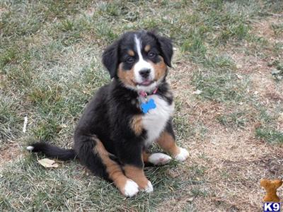 Bernese Mountain Dog Puppies for Sale