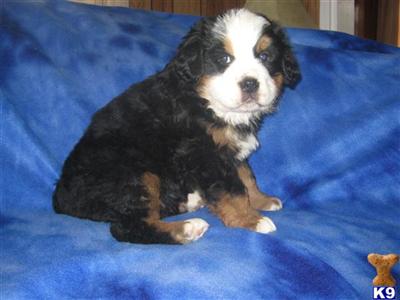 Bernese Mountain Dog Puppies for Sale