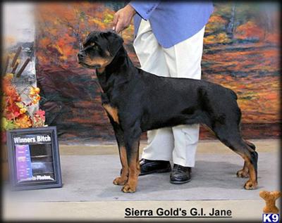 Dogs for Sale in NV