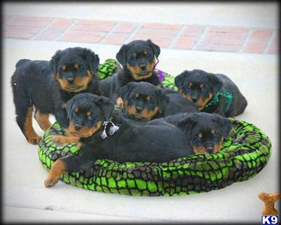 Puppies in NV