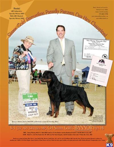 Stud Dogs in NV
