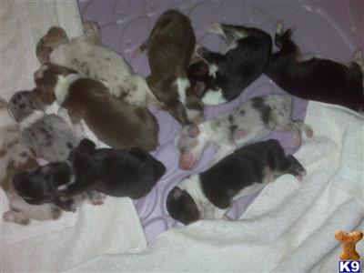 Australian Shepherd Puppies for Sale
