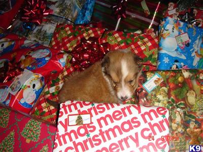Collie Puppies for Sale