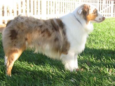 Stud Dogs - Miniature Australian Shepherd