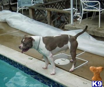 Stud Dogs - American Pit Bull