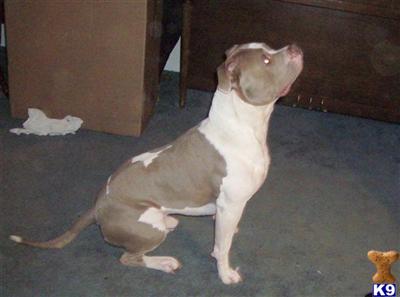 Stud Dogs in MD