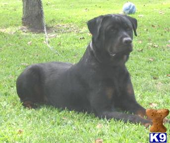 Dogs for Sale in TX