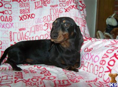 Stud Dogs - Dachshund