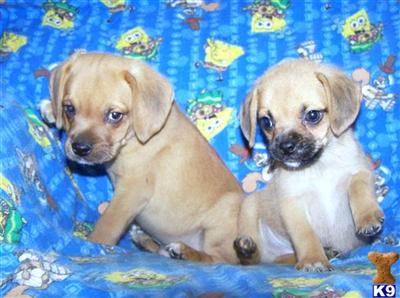 Pug Puppies for Sale