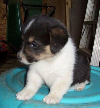 Pembroke Welsh Corgi Puppies for Sale