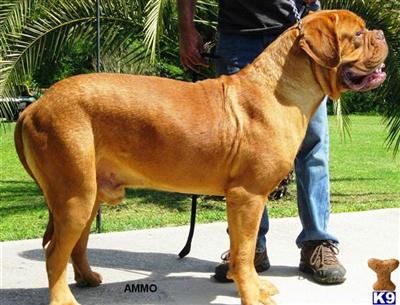Stud Dogs - Dogue De Bordeaux