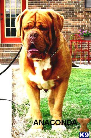 Stud Dogs - Dogue De Bordeaux