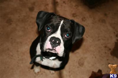Stud Dogs - Boxer